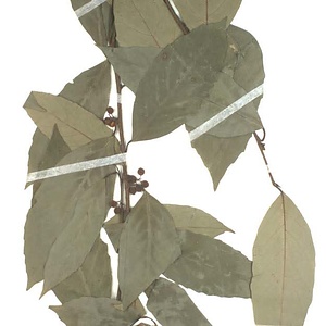 イズセンリョウ