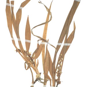 キチジョウソウ