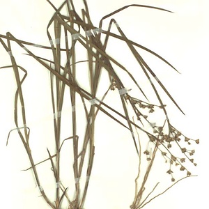 コウガイゼキショウ