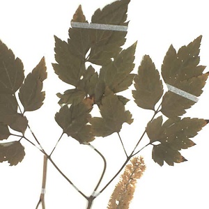 サラシナショウマ