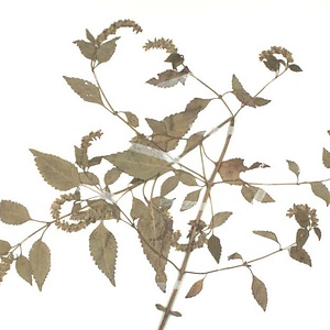 ナギナタコウジュ