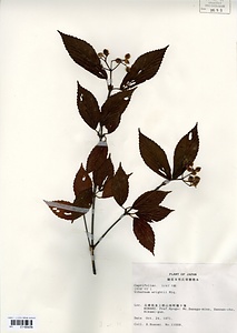 ミヤマガマズミ