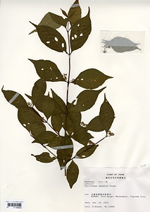 ムラサキシキブ