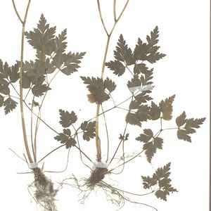 セリバオウレン