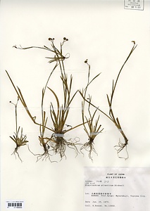 ニワゼキショウ