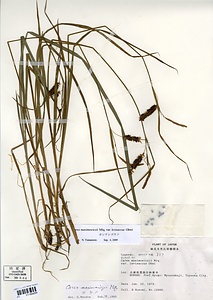 ホシナシゴウソ