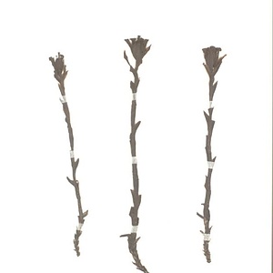 ギンリョウソウモドキ