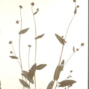 アキノウナギツカミ