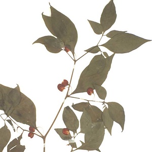 ハダカホオズキ