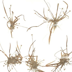 ヒロハイヌノヒゲ