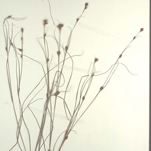 コイヌノハナヒゲ