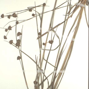 コマツカサススキ