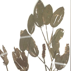 フトヒルムシロ