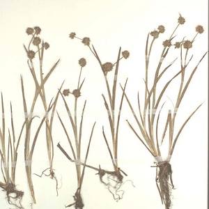 タマコウガイゼキショウ