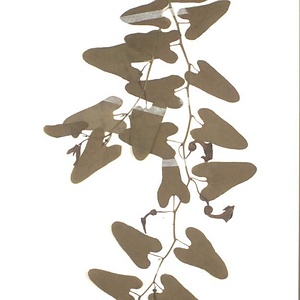 ウマノスズクサ