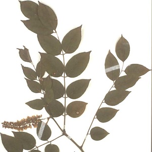 ハネミイヌエンジュ