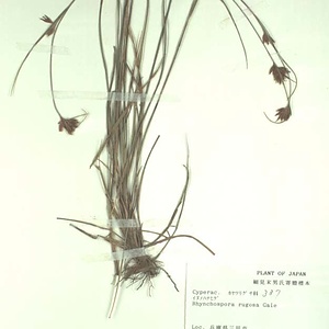 オオイヌノハナヒゲ