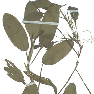 フトヒルムシロ