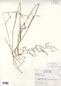 ミゾイチゴツナギ