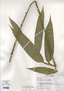 イヌトクガワザサ