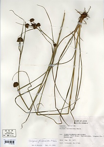 コマツカサススキ