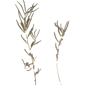 カワラケツメイ