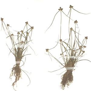 ヒンジガヤツリ