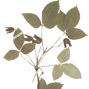 ハンショウヅル