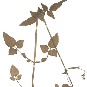 ツルカノコソウ