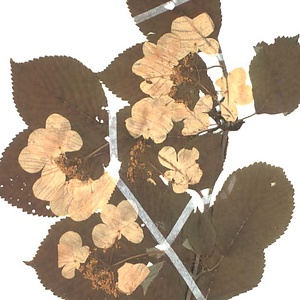 ケナシヤブデマリ