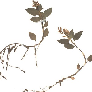 アケボノシュスラン