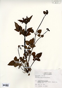 ツルカノコソウ