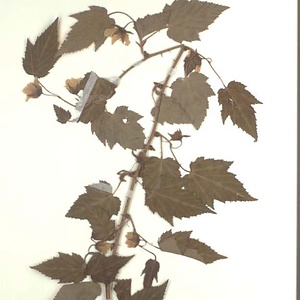 ナガバモミジイチゴ