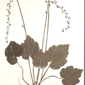 チャルメルソウ