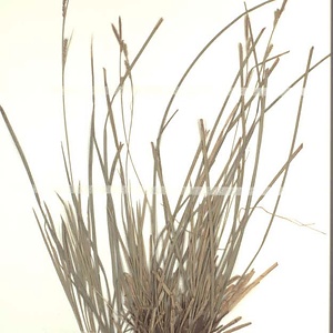 ニシノホンモンジスゲ