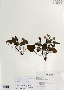 ナガバタチツボスミレ