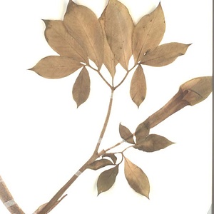 コウライテンナンショウ