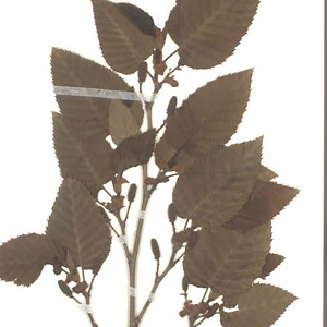 オオバヤシャブシ