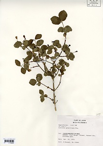 ウグイスカグラ