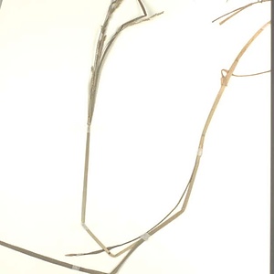 ドジョウツナギ