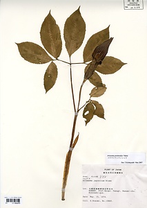 コウライテンナンショウ