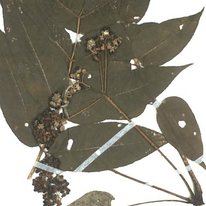 カラスザンショウ