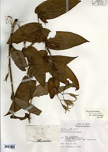 ヤマジノホトトギス