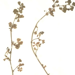 トゲナシウマゴヤシ