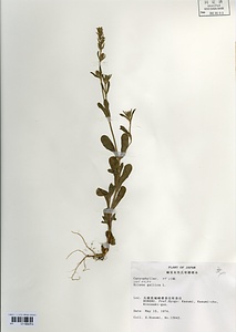 シロバナマンテマ