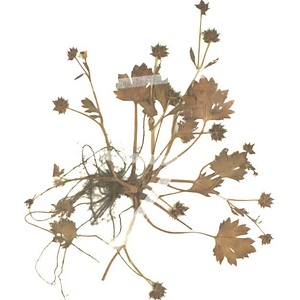 トゲミノキツネノボタン