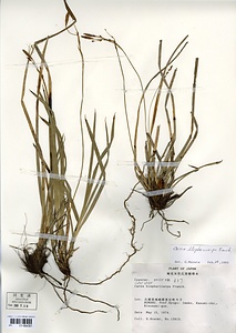 ショウジョウスゲ