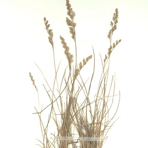 アオウシノケグサ