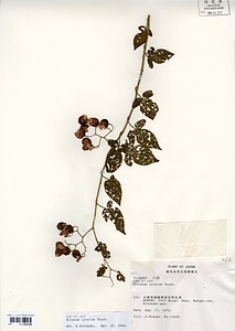 ヒヨドリジョウゴ