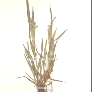 ヒメコバンソウ